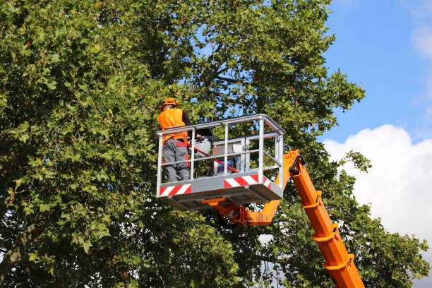 How Our Tree Care Process Works  in East Hemet, CA